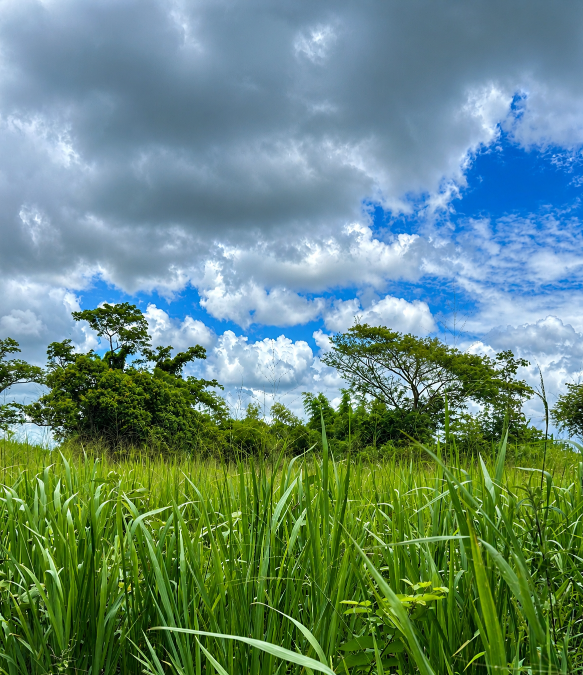Bushy Park Agricultural Lands, St. Catherine, Jamaica