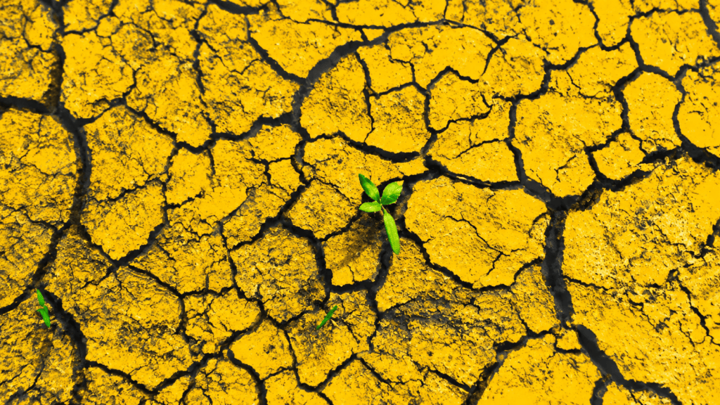 Drought Could Cost Jamaica Over J$35 Billion, Economist Warns