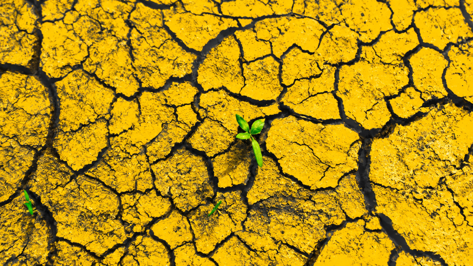 Drought Could Cost Jamaica Over J$35 Billion, Economist Warns