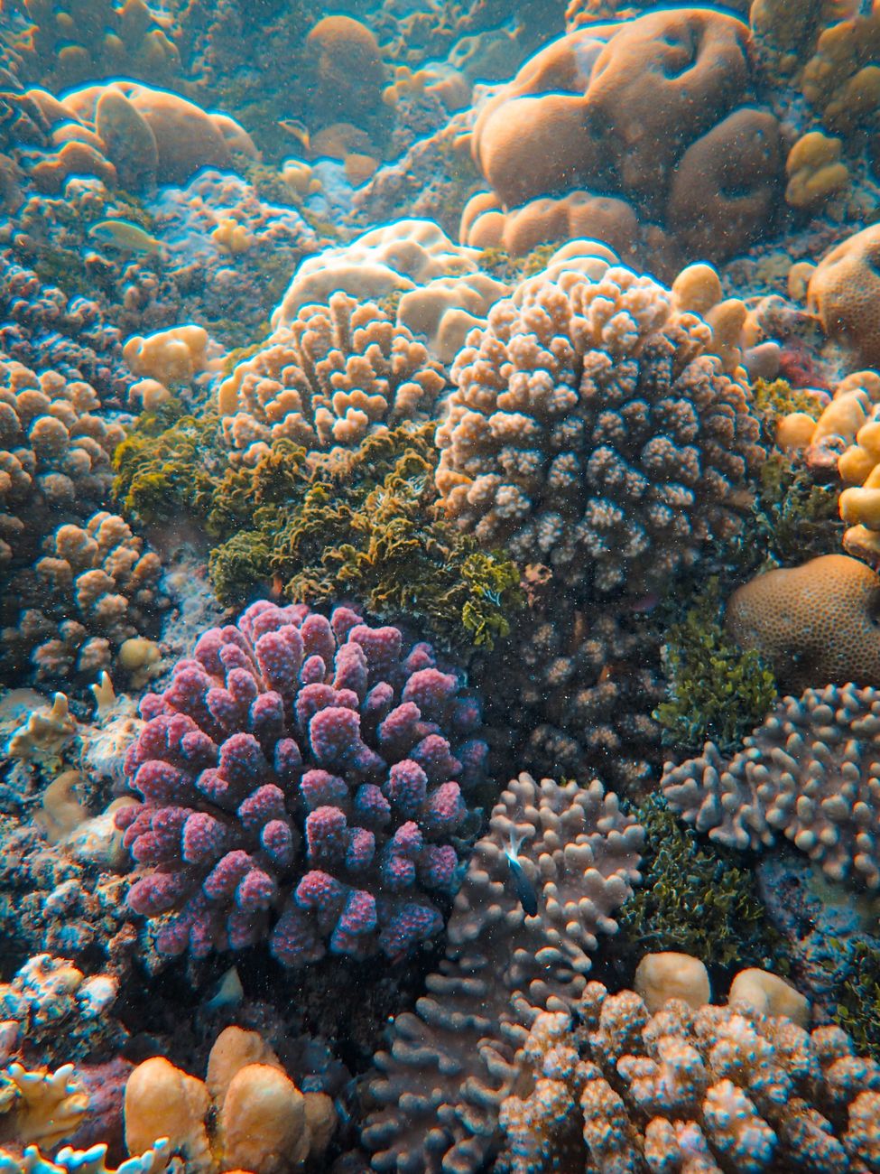 closeup of a coral reef