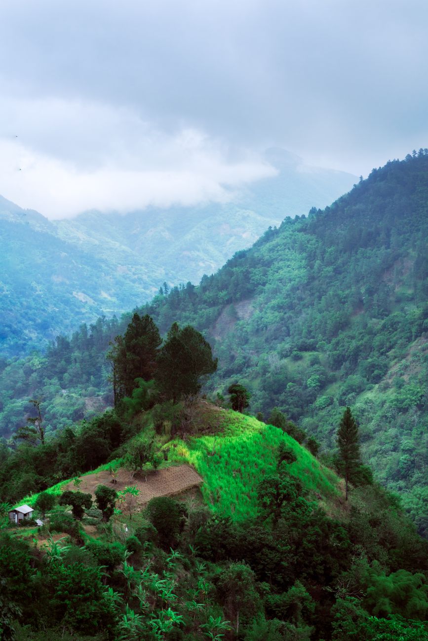 green trees on mountain